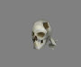 general:items:skull_fragment.png